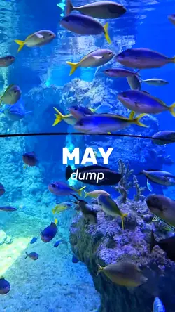 May Dump 2025