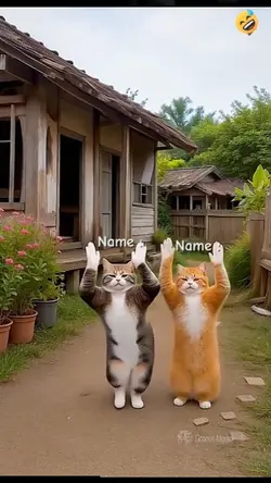 Dance Cat
