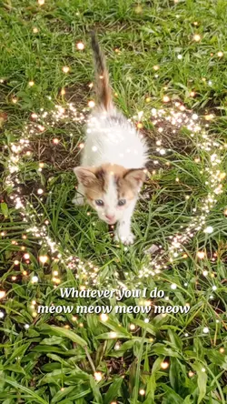 Cute Cat template