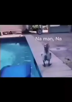 funny bird