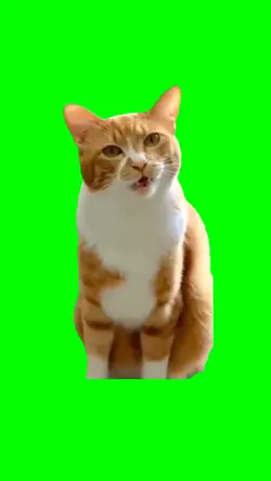 CAT'S CUTE REACTION 