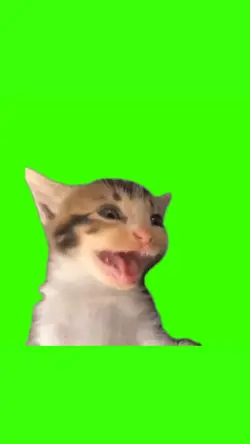 laughing cat viral