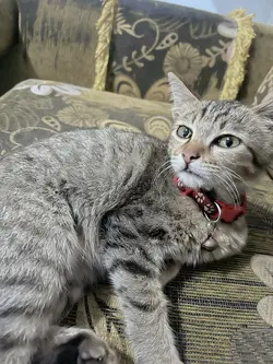 Kucing