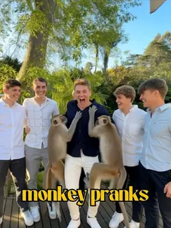 AI Monkey pranks