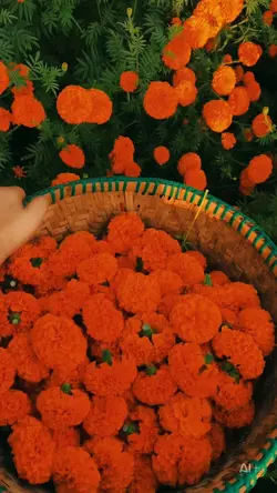 Tihar template 