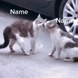 Cat fighting 