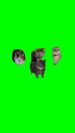 Oiia Spinning Cats