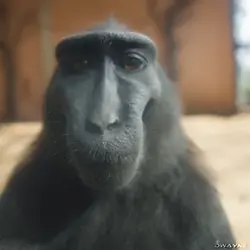 monkey