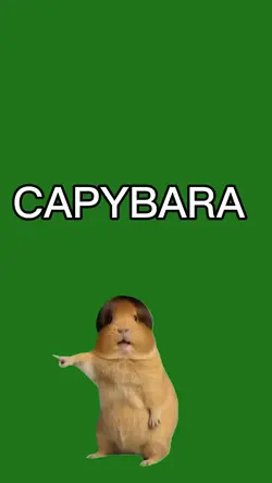 capybara meme
