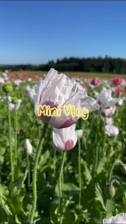 mini vlog estetik