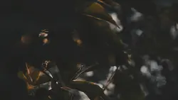 PHONK X CINEMATIC 