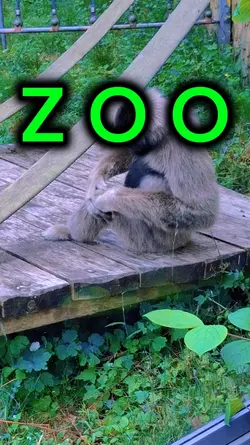 animals