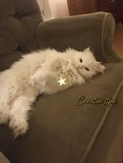 nhạc chill