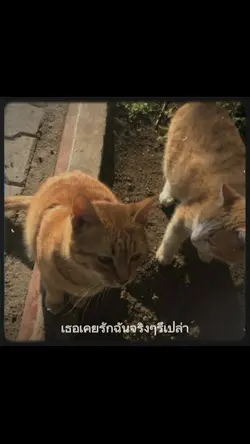 เธอเคยรักฉันจริงไหม