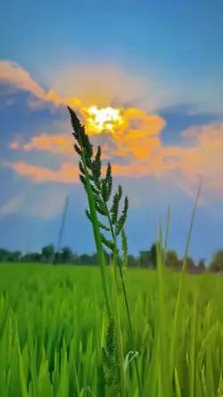 nature aesthetic