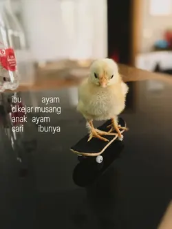 ibu ayam