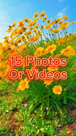 15 Video Slides