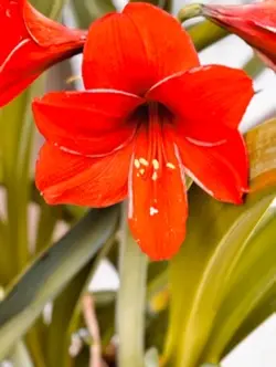 アマリリスと紫陽花の変身