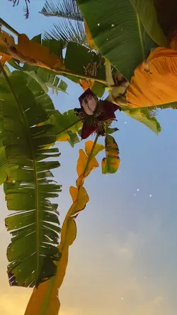 Người bỏ quê hương 