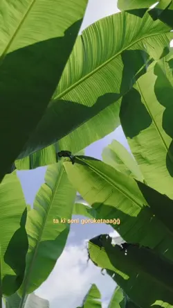 Ta ki Seni Görüketaa
