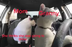 Family Road trip