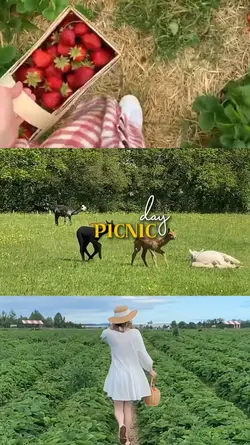 picnic day