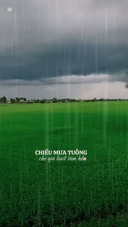 Ghép Mưa 