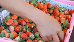 strawberrys