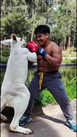Boxing kangaroo 