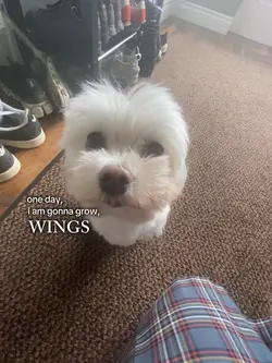 cute dog