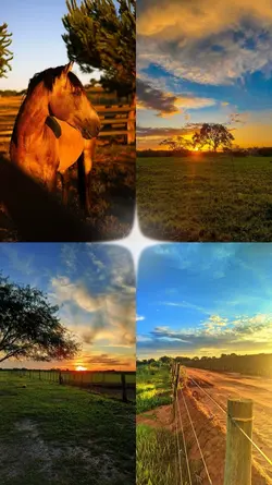 4 fotos na roça