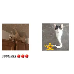 APPLE 🍎 