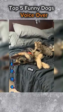 FunnyDogs Voice over