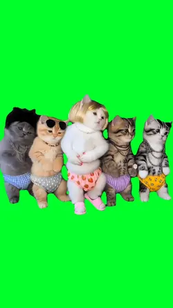 Kitten squad dance