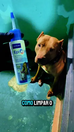 Pit Bull 