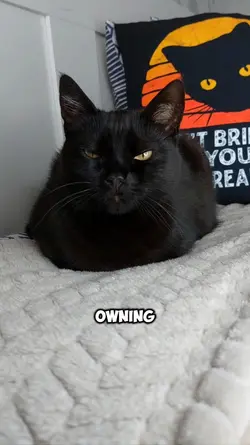 Try cats today..