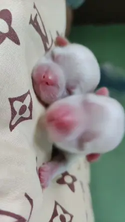 cute puppy