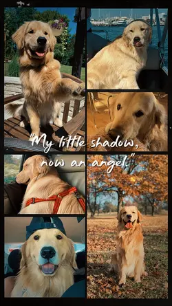 Pet RIP memories