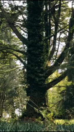 edit nature 