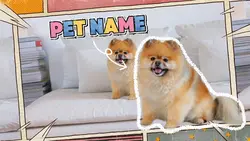 Pet intro