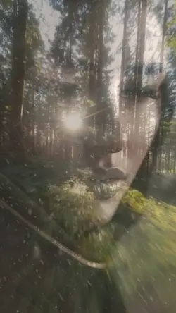 THE FOREST 
