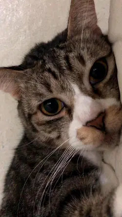 Sad cat