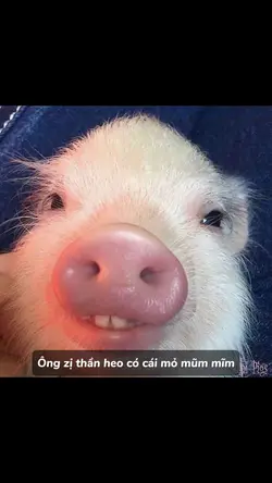 MẪU TROLL HÀI
