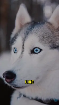 Love pets