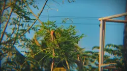 Export to avoid lag