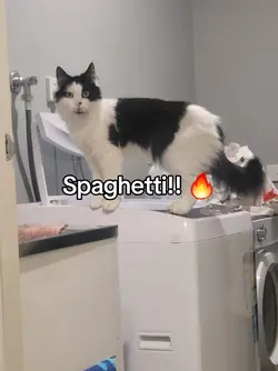 Kitty :3