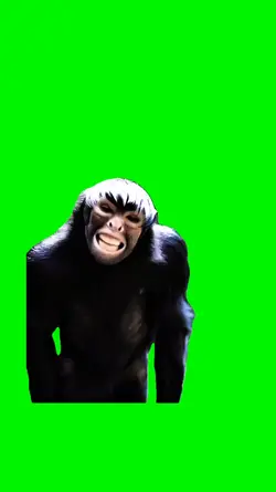 monkey vibing