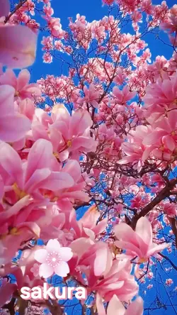 sakura in japan