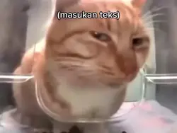 meme