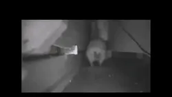 Hedgehog saves u